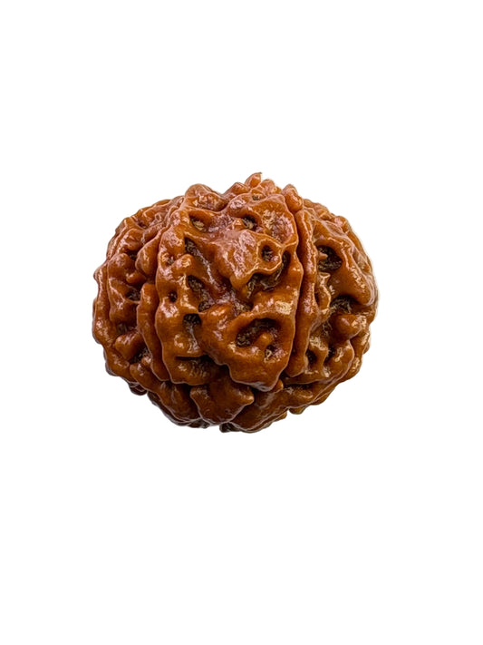 7 Mukhi Rudraksha – Premium – Nepal