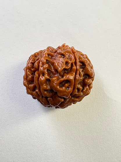 7 Mukhi Rudraksha – Rare