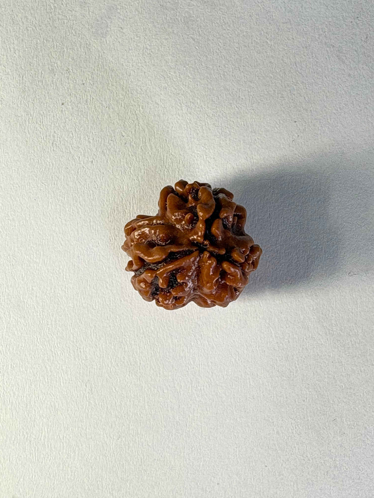 3 Mukhi Rudraksha – Rare