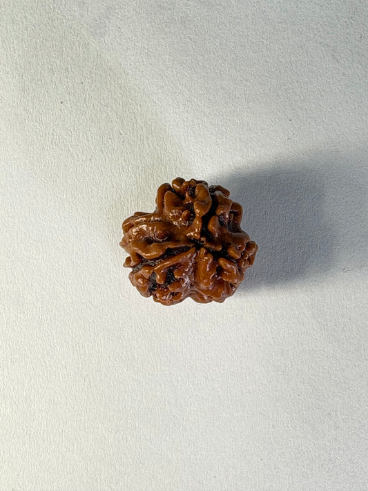 3 Mukhi Rudraksha – Premium