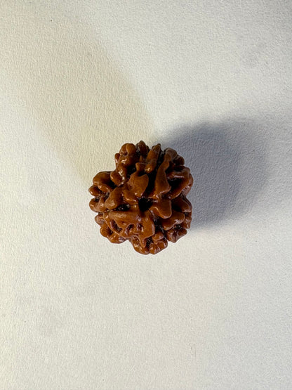 3 Mukhi Rudraksha – Collector