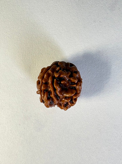 3 Mukhi Rudraksha – Collector