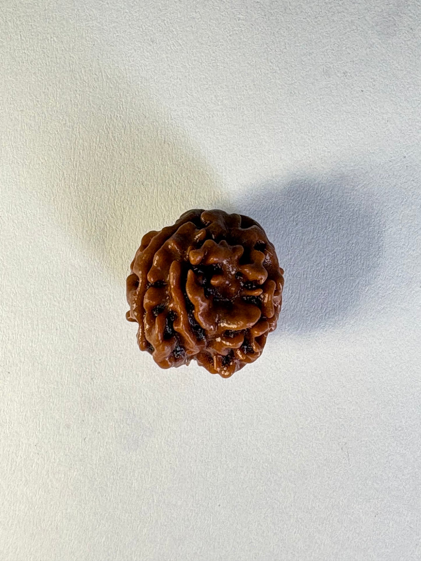 3 Mukhi Rudraksha – Premium