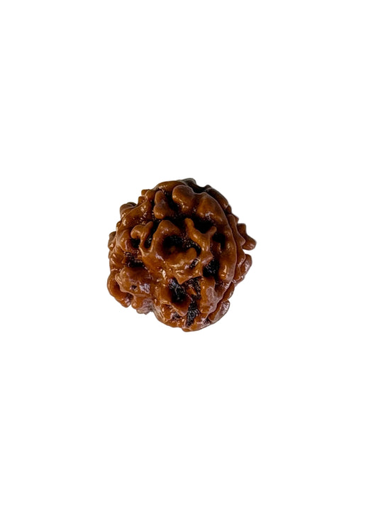 3 Mukhi Rudraksha – Premium – Nepal