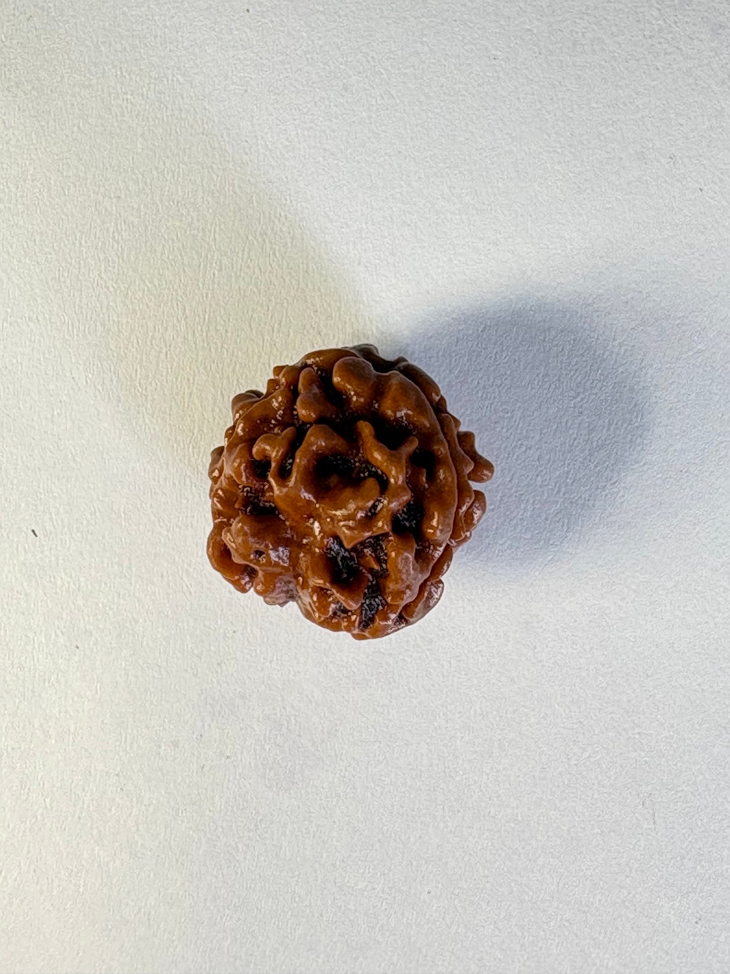 3 Mukhi Rudraksha – Premium