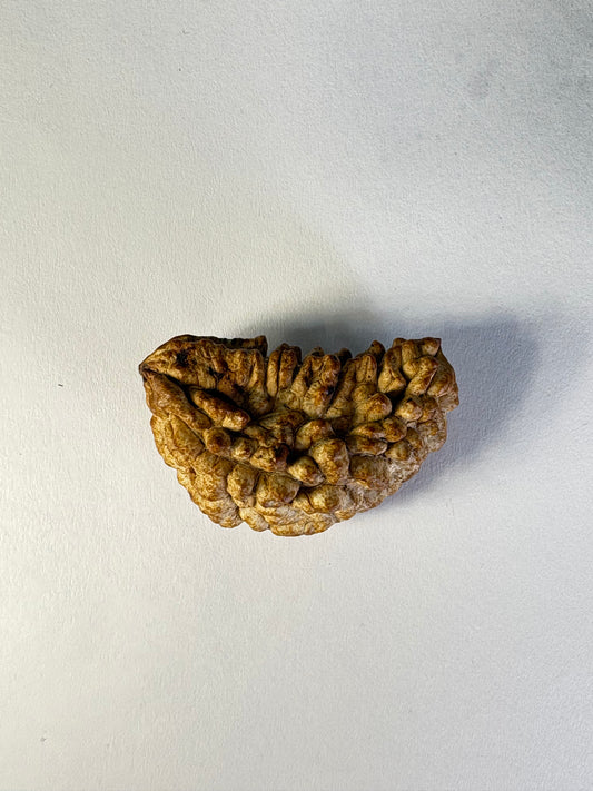 1 Mukhi Rudraksha – Rare