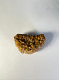 1 Mukhi Rudraksha – Rare