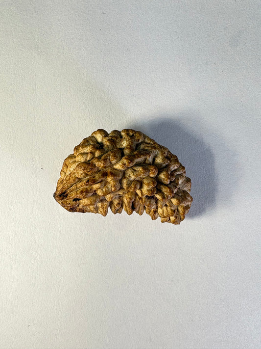 1 Mukhi Rudraksha – Rare