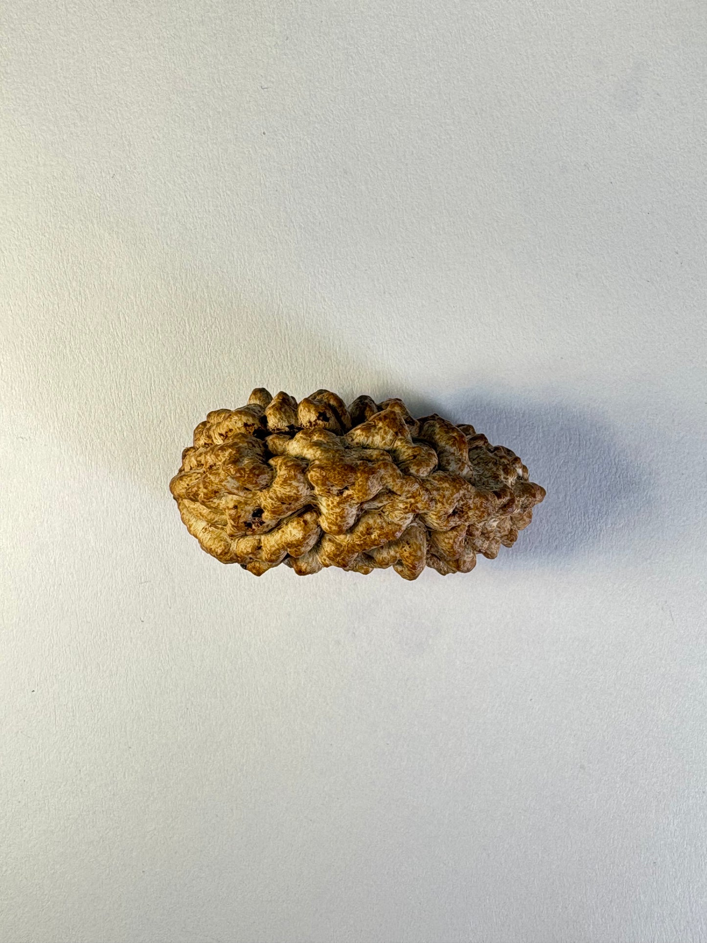 1 Mukhi Rudraksha – Rare