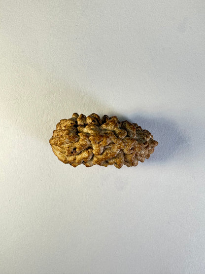 1 Mukhi Rudraksha – Collector