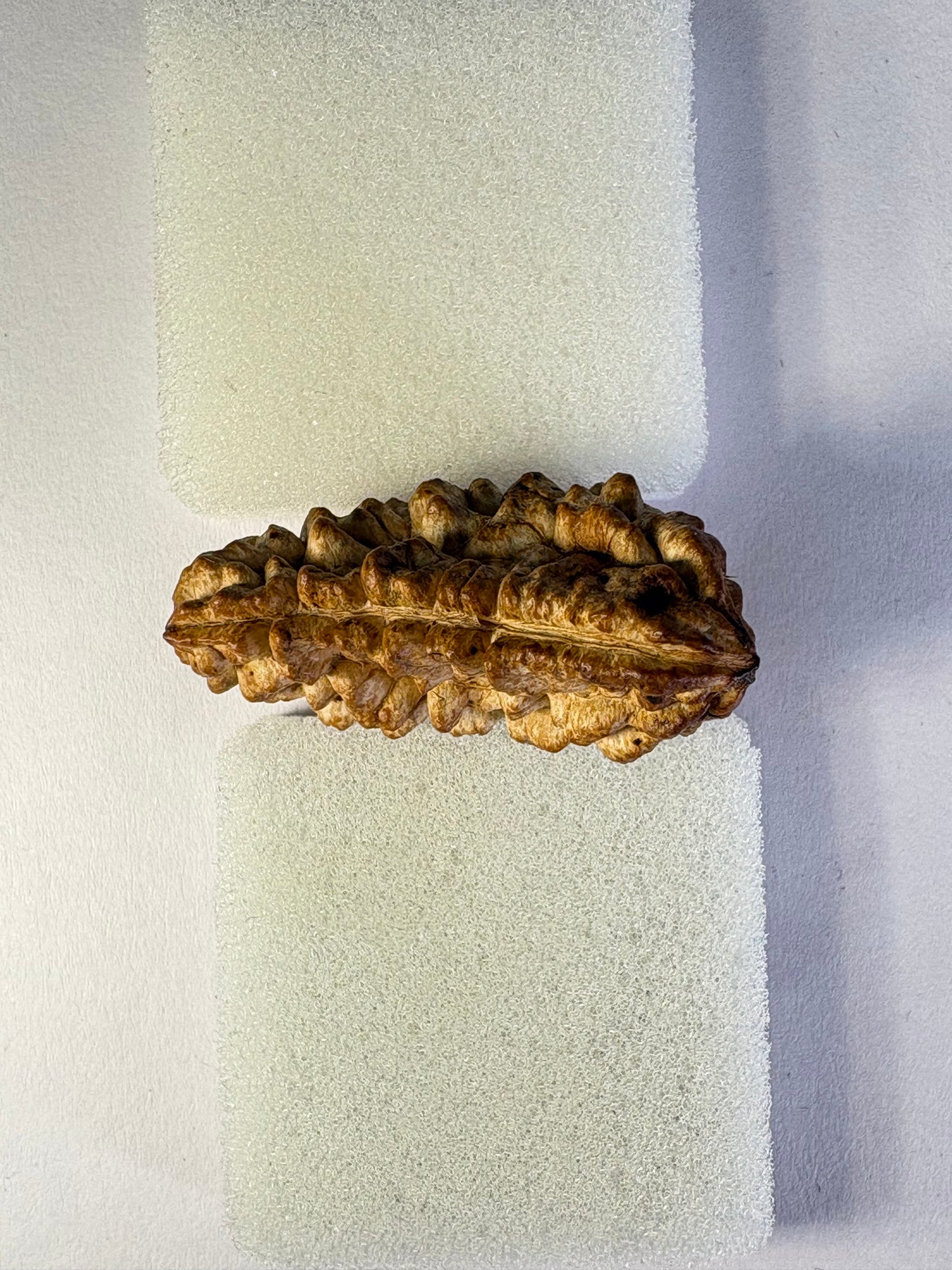 1 Mukhi Rudraksha – Rare