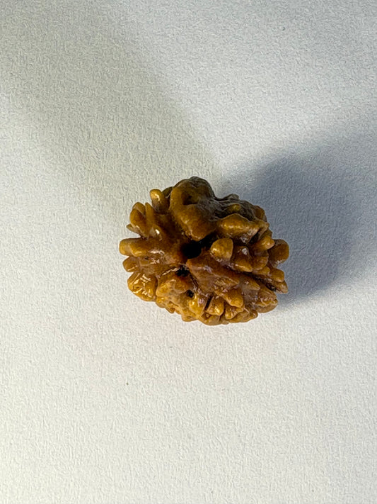 2 Mukhi Rudraksha – Rare