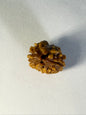 2 Mukhi Rudraksha – Premium