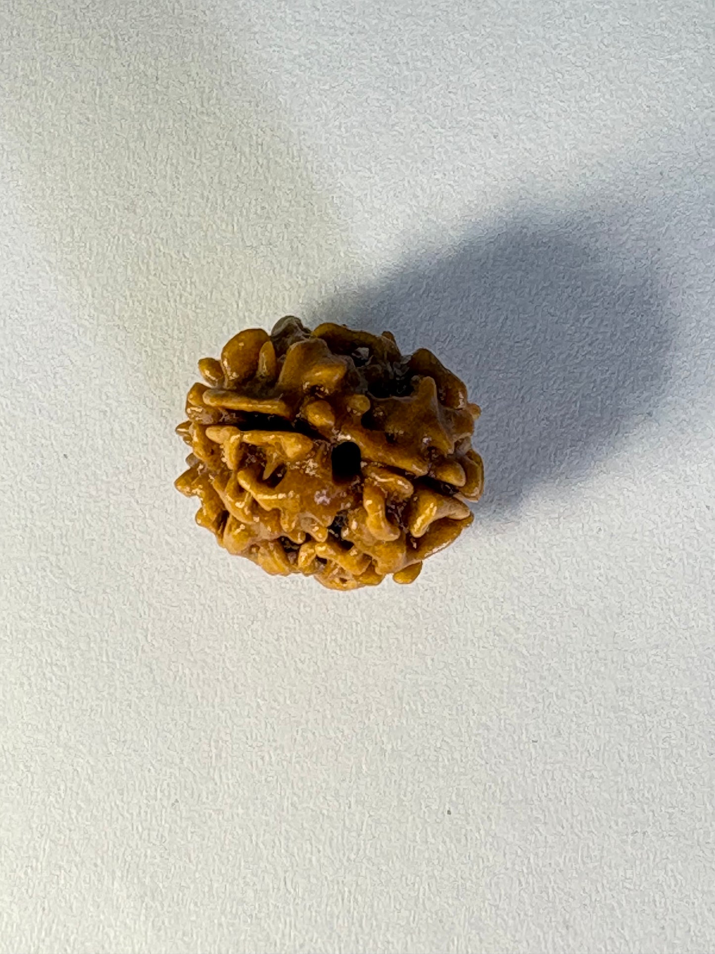 2 Mukhi Rudraksha – Premium