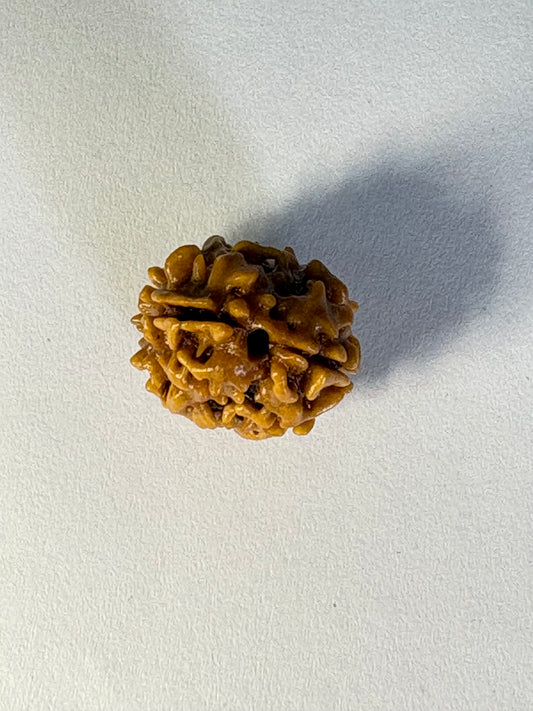 2 Mukhi Rudraksha – Premium