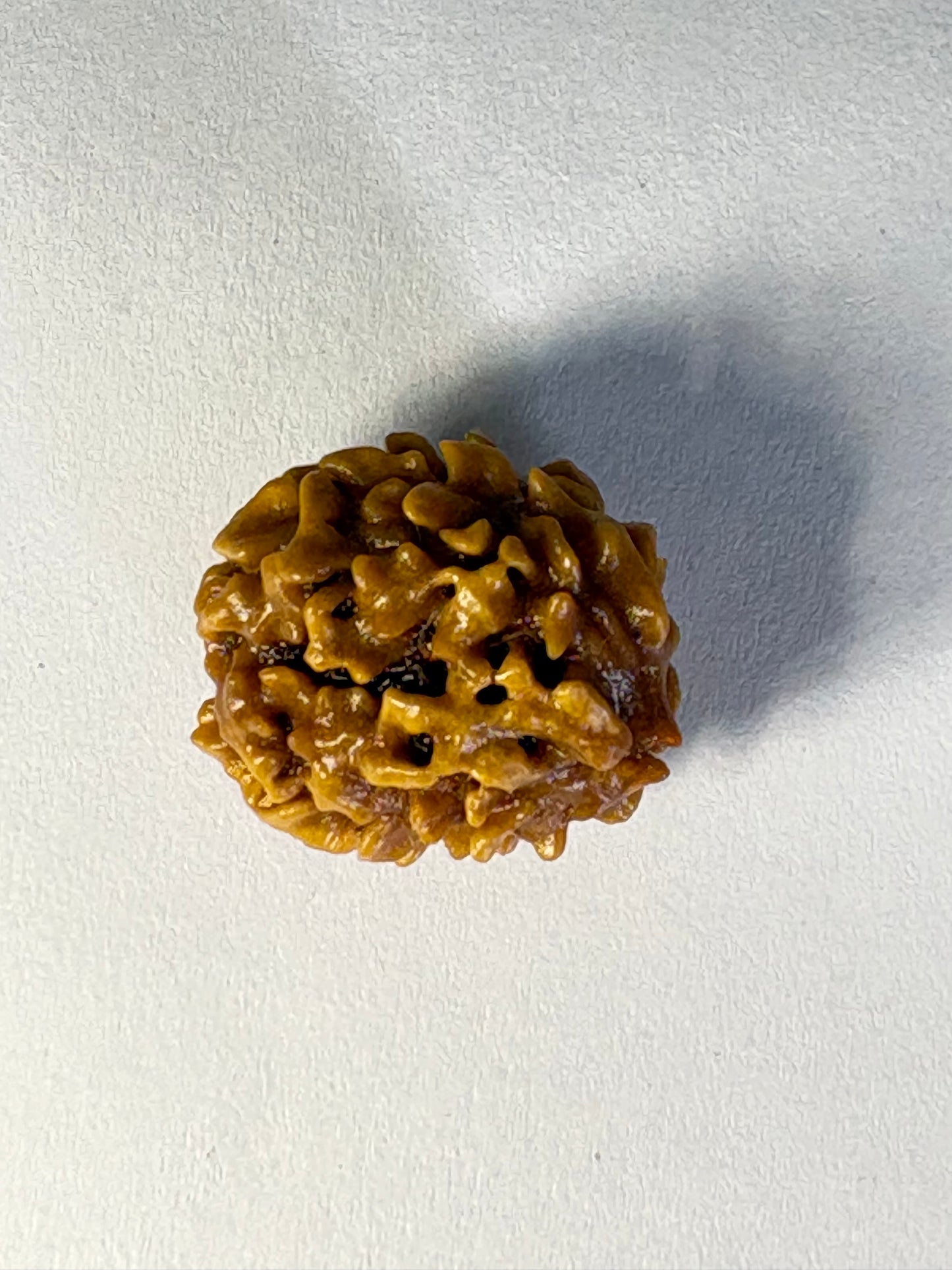 2 Mukhi Rudraksha – Rare