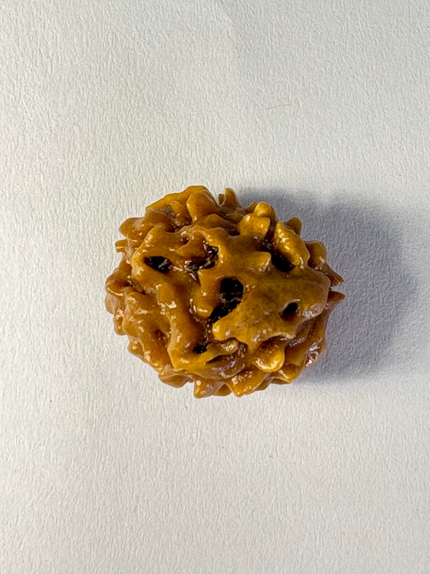 2 Mukhi Rudraksha – Premium