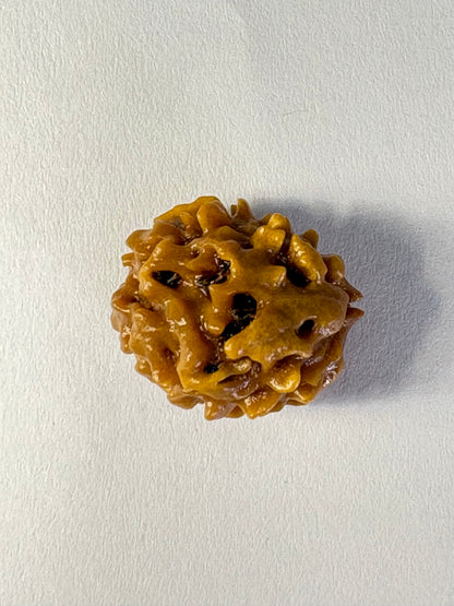 2 Mukhi Rudraksha – Premium