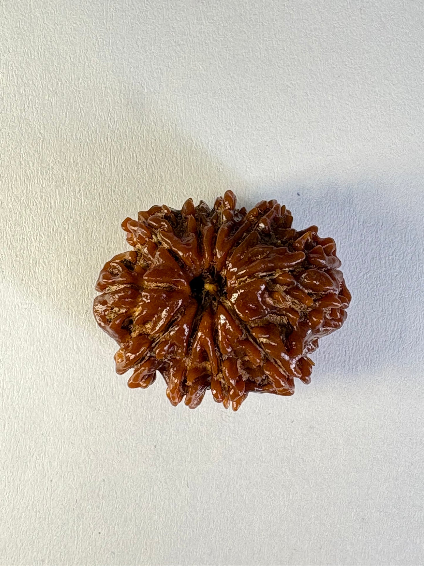 10 Mukhi Rudraksha