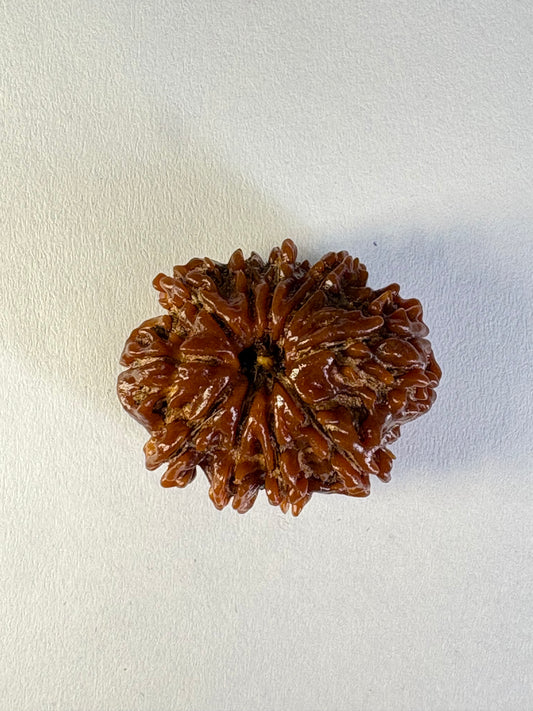 10 Mukhi Rudraksha