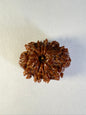 10 Mukhi Rudraksha