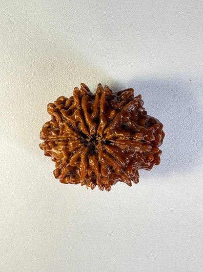 10 Mukhi Rudraksha