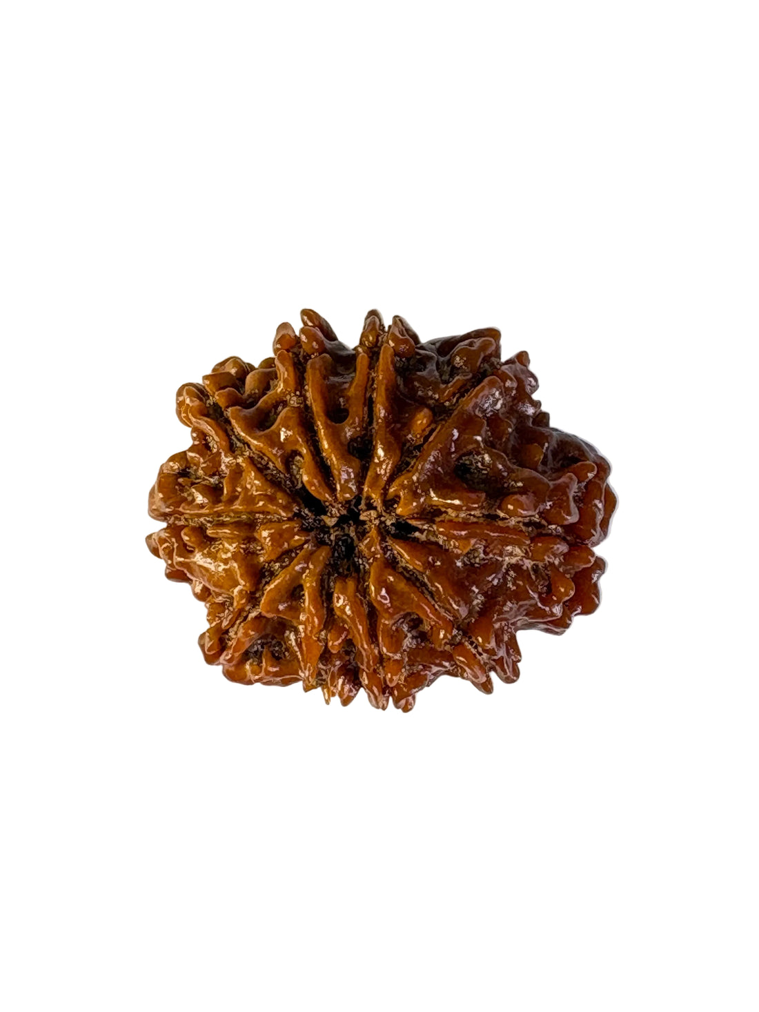 10 Mukhi Rudraksha – Nepal
