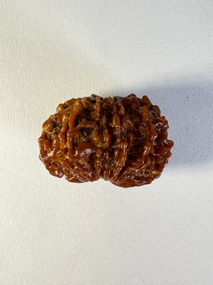 10 Mukhi Rudraksha