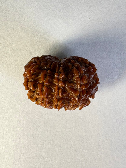 10 Mukhi Rudraksha