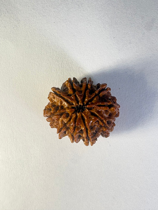 9 Mukhi Rudraksha