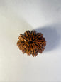 9 Mukhi Rudraksha