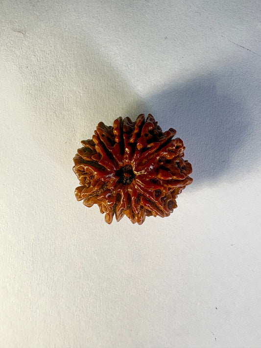 9 Mukhi Rudraksha