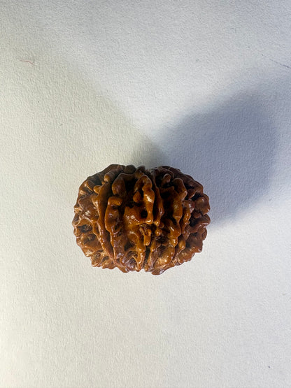 9 Mukhi Rudraksha