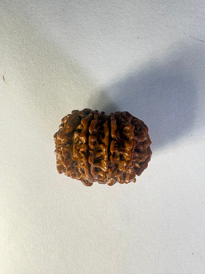 9 Mukhi Rudraksha