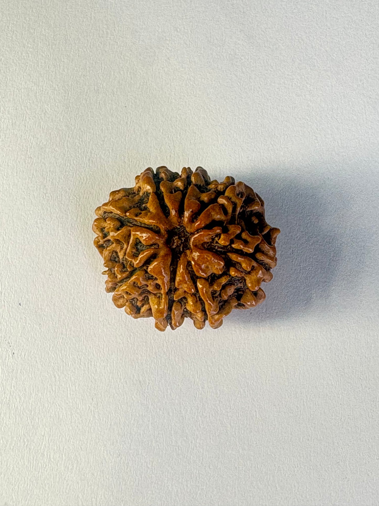 8 Mukhi Rudraksha
