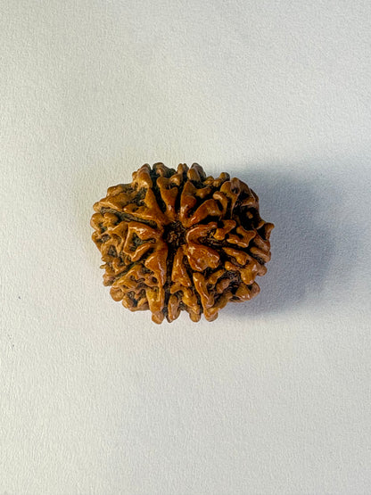 8 Mukhi Rudraksha