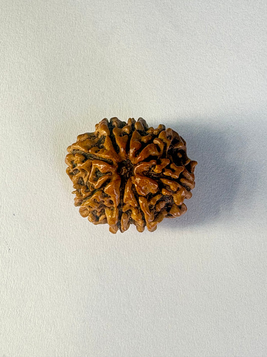 8 Mukhi Rudraksha