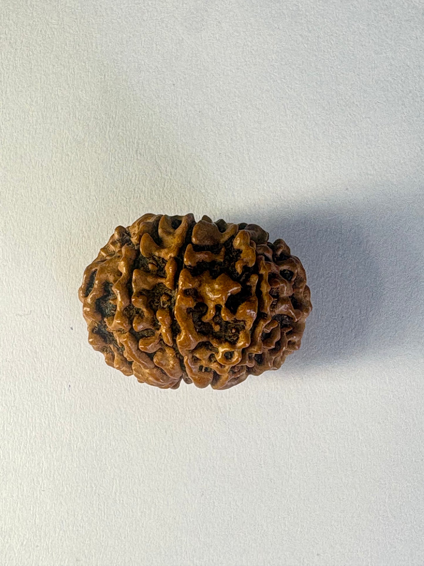 8 Mukhi Rudraksha