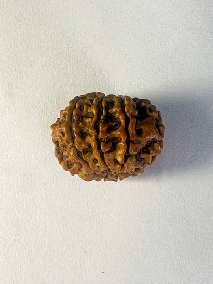 8 Mukhi Rudraksha