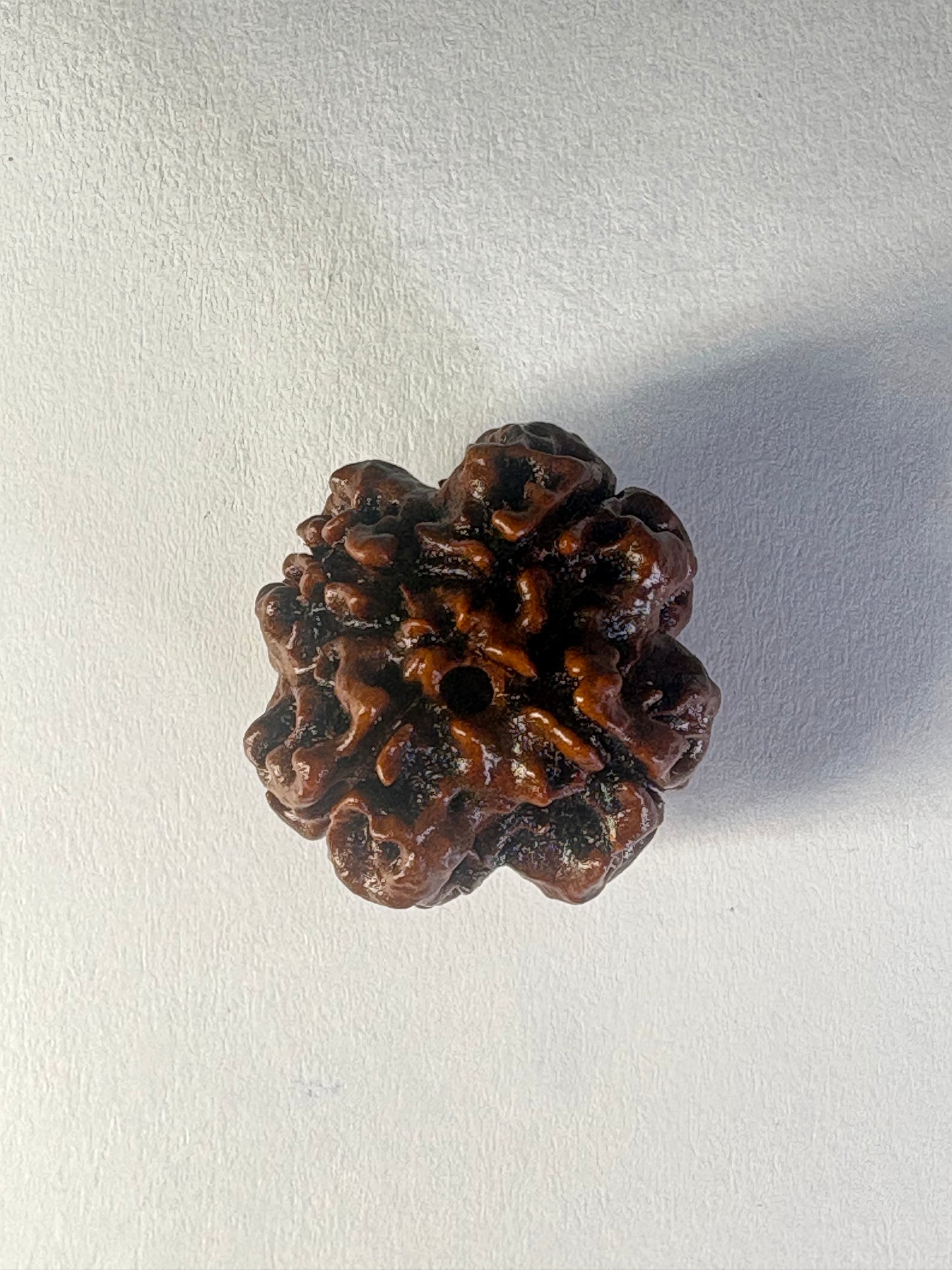 4 Mukhi Rudraksha