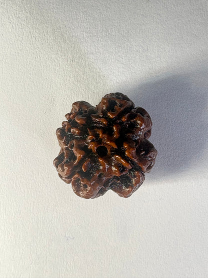 4 Mukhi Rudraksha