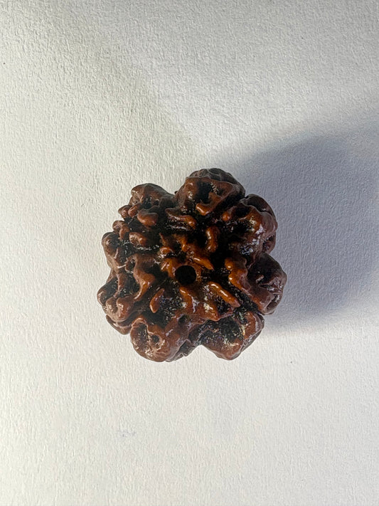 4 Mukhi Rudraksha