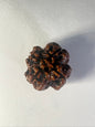 4 Mukhi Rudraksha