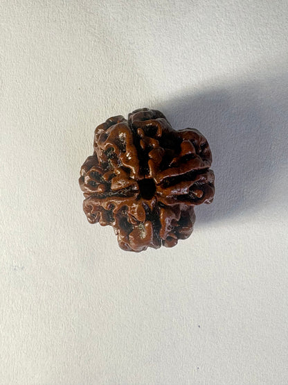 4 Mukhi Rudraksha