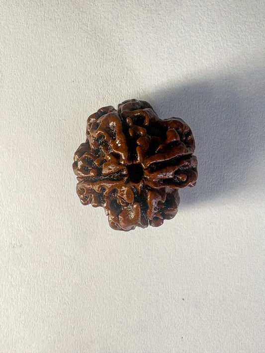 4 Mukhi Rudraksha