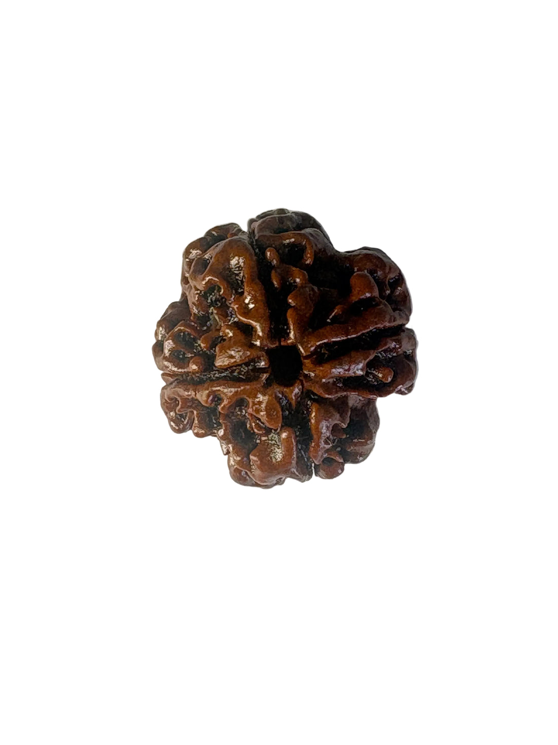 4 Mukhi Rudraksha – Nepal