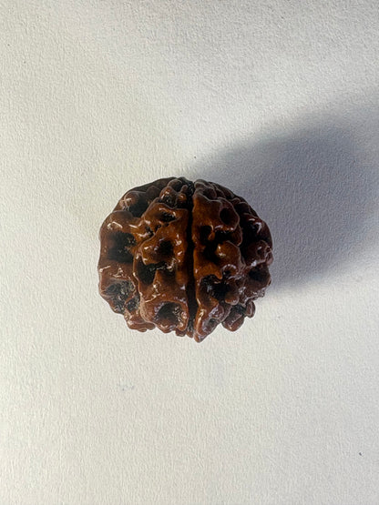 4 Mukhi Rudraksha
