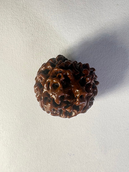 4 Mukhi Rudraksha