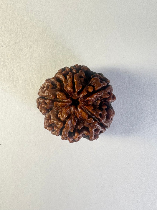 5 Mukhi Rudraksha
