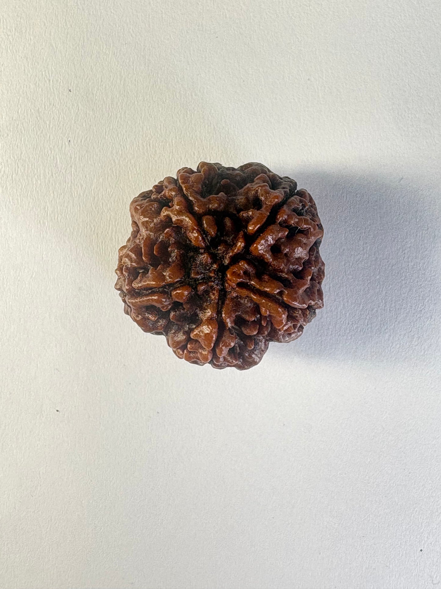 5 Mukhi Rudraksha